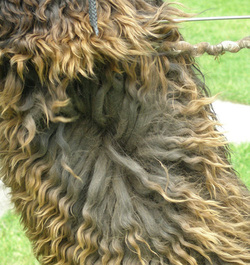 M and M llama's suri llama fiber 